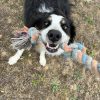 Images de profil de Léa - Blooming Pets - Petsitting et garde d'animaux à domicile