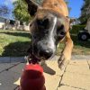Images de profil de Léa - Blooming Pets - Petsitting et garde d'animaux à domicile