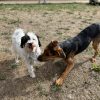 Images de profil de Léa - Blooming Pets - Petsitting et garde d'animaux à domicile