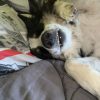 Images de profil de Léa - Blooming Pets - Petsitting et garde d'animaux à domicile