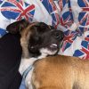 Images de profil de Léa - Blooming Pets - Petsitting et garde d'animaux à domicile