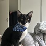 Zouzou Mon Chat  Chat de gouttière (Commun) Mâle stérilisé - Garde d'animaux à domicile