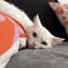 Images de profil de Léa - Blooming Pets - Petsitting et garde d'animaux à domicile
