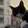 Images de profil de Léa - Blooming Pets - Petsitting et garde d'animaux à domicile