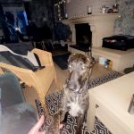 Leia Mon Chien  Berger Hollandais Femelle - Garde d'animaux à domicile