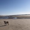 Images de profil de Léane - Blooming Pets - Petsitting et garde d'animaux à domicile