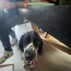 Images de profil de Léane - Blooming Pets - Petsitting et garde d'animaux à domicile