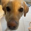 Images de profil de Léane - Blooming Pets - Petsitting et garde d'animaux à domicile