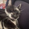 Images de profil de Léane - Blooming Pets - Petsitting et garde d'animaux à domicile