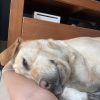 Images de profil de Léane - Blooming Pets - Petsitting et garde d'animaux à domicile