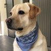 Images de profil de Léane - Blooming Pets - Petsitting et garde d'animaux à domicile