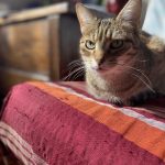 Tigresse Mon Chat  European Shorthair (Européen) Femelle - Garde d'animaux à domicile