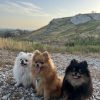 Images de profil de Lélia - Blooming Pets - Petsitting et garde d'animaux à domicile