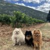 Images de profil de Lélia - Blooming Pets - Petsitting et garde d'animaux à domicile