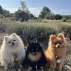 Images de profil de Lélia - Blooming Pets - Petsitting et garde d'animaux à domicile