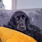 Skyla Mon Chien  Cocker Anglais Femelle - Garde d'animaux à domicile