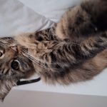 Étoile Mon Chat  Angora Turc Femelle - Garde d'animaux à domicile