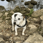 Vinz Mon Chien  Jack Russell Terrier Mâle - Garde d'animaux à domicile