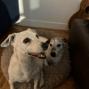 Images de profil de Lenny - Blooming Pets - Petsitting et garde d'animaux à domicile