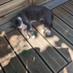 Pablo Mon Chat  Européen Mâle - Garde d'animaux à domicile