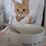 Tata Mon Chat  Européen Femelle - Garde d'animaux à domicile