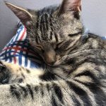 Umy Mon Chat  Européen Femelle - Garde d'animaux à domicile