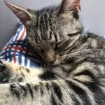 Umy Mon Chat  Européen Femelle - Garde d'animaux à domicile