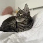 Vaïana Mon Chat  Européen Femelle - Garde d'animaux à domicile