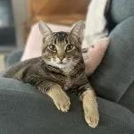Wally Mon Chat  Européen Femelle - Garde d'animaux à domicile