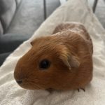 Winnie Mon Cochon d’Inde  Péruvien Mâle - Garde d'animaux à domicile