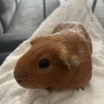 Winnie Mon Cochon d’Inde  Péruvien Mâle - Garde d'animaux à domicile