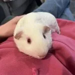 Flash Mon Cochon d’Inde  Californien Mâle - Garde d'animaux à domicile