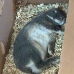 Polux Mon Lapin  Nain Mâle - Garde d'animaux à domicile