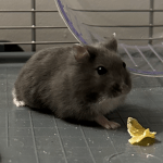 Oly Mon Hamster  Russe (Nain Russe) Femelle - Garde d'animaux à domicile