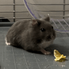 Images de profil de Leslie - Blooming Pets - Petsitting et garde d'animaux à domicile