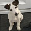 Images de profil de Leslie - Blooming Pets - Petsitting et garde d'animaux à domicile
