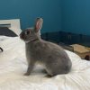 Images de profil de Leslie - Blooming Pets - Petsitting et garde d'animaux à domicile