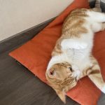 Simba Mon Chat  Européen Mâle stérilisé - Garde d'animaux à domicile