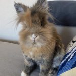 Nala Mon Lapin  Tête de Lion Mâle - Garde d'animaux à domicile