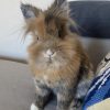 Images de profil de Laura - Blooming Pets - Petsitting et garde d'animaux à domicile