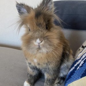 Images de profil de Laura - Blooming Pets - Petsitting et garde d'animaux à domicile