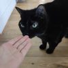 Images de profil de Lilas - Blooming Pets - Petsitting et garde d'animaux à domicile