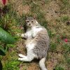 Images de profil de Lilas - Blooming Pets - Petsitting et garde d'animaux à domicile