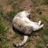 Images de profil de Lilas - Blooming Pets - Petsitting et garde d'animaux à domicile