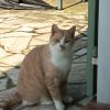 Images de profil de Lina - Blooming Pets - Petsitting et garde d'animaux à domicile