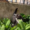 Images de profil de Lina - Blooming Pets - Petsitting et garde d'animaux à domicile