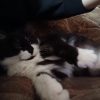 Images de profil de Lina - Blooming Pets - Petsitting et garde d'animaux à domicile