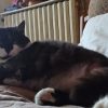 Images de profil de Lina - Blooming Pets - Petsitting et garde d'animaux à domicile