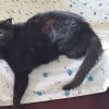 Images de profil de Lina - Blooming Pets - Petsitting et garde d'animaux à domicile