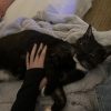 Images de profil de Lisa - Blooming Pets - Petsitting et garde d'animaux à domicile